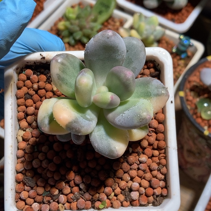 给****文乐奶酪锦多肉植物中