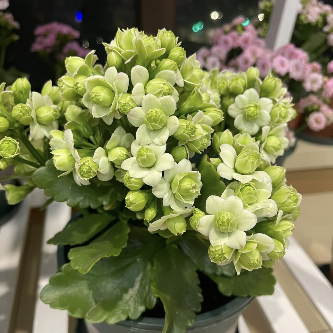 绿巴黎：精品长寿带花苞（烂叶黄叶断个别花苞不售后，介意勿拍）