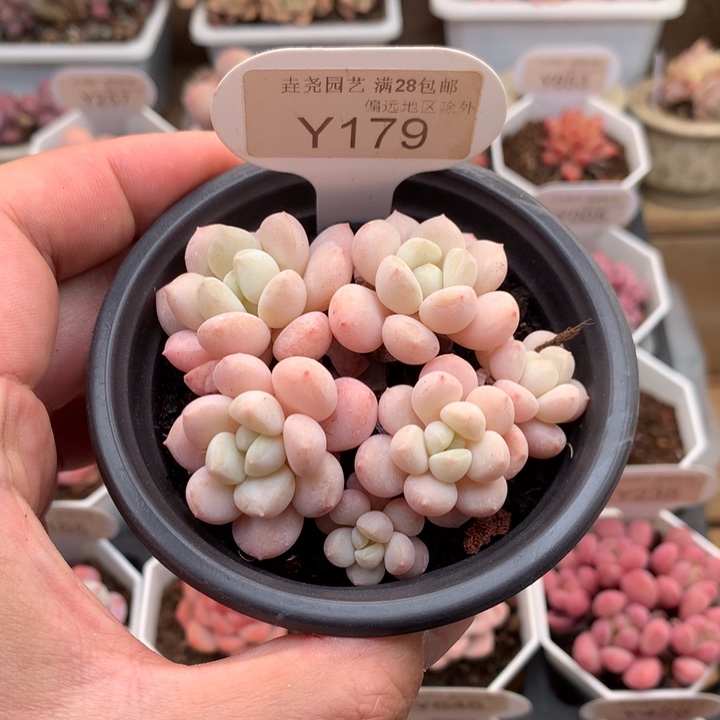 0179玉如意7.5厘米