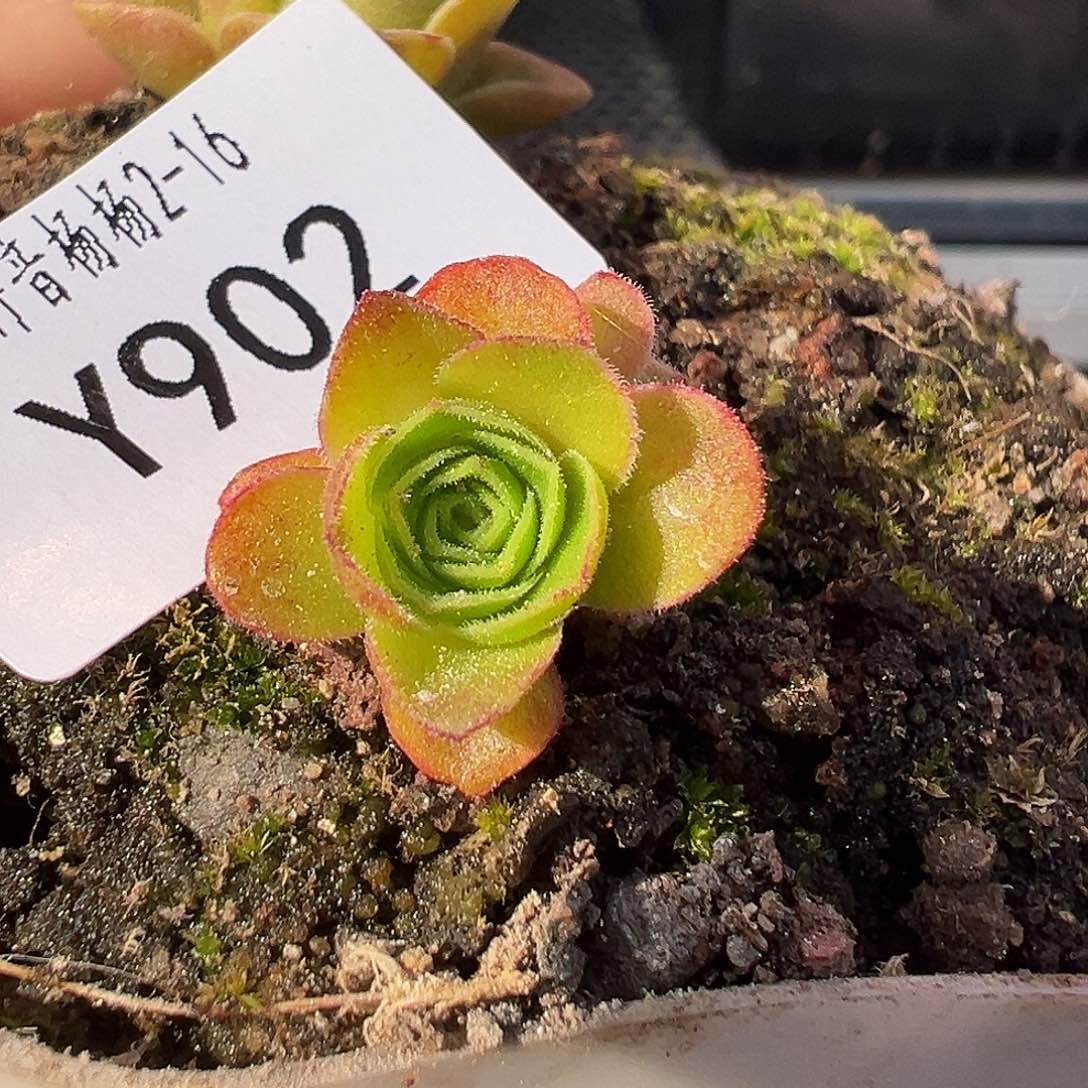 杨902 不知名优育 福利