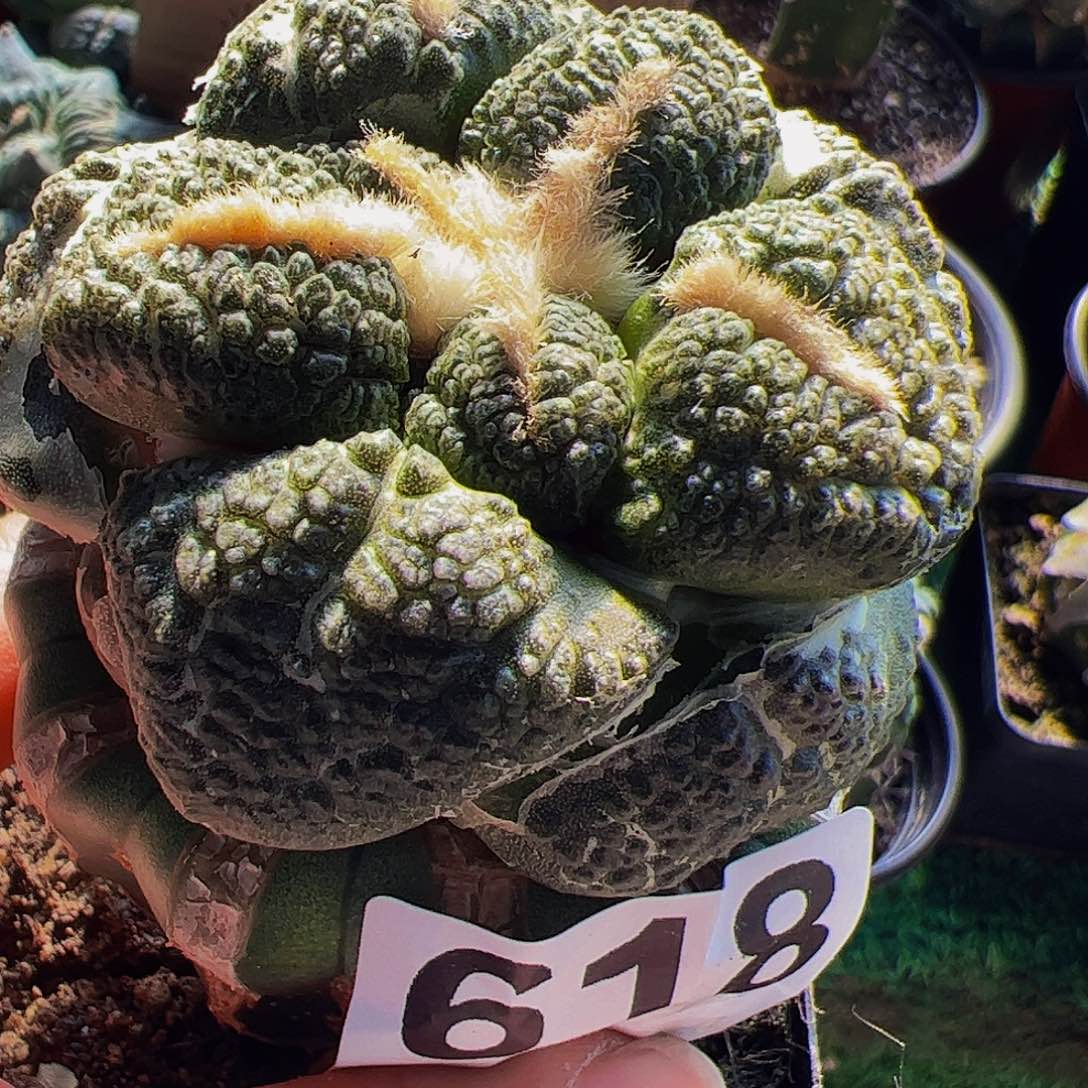 无花朵大尤连山牡丹618