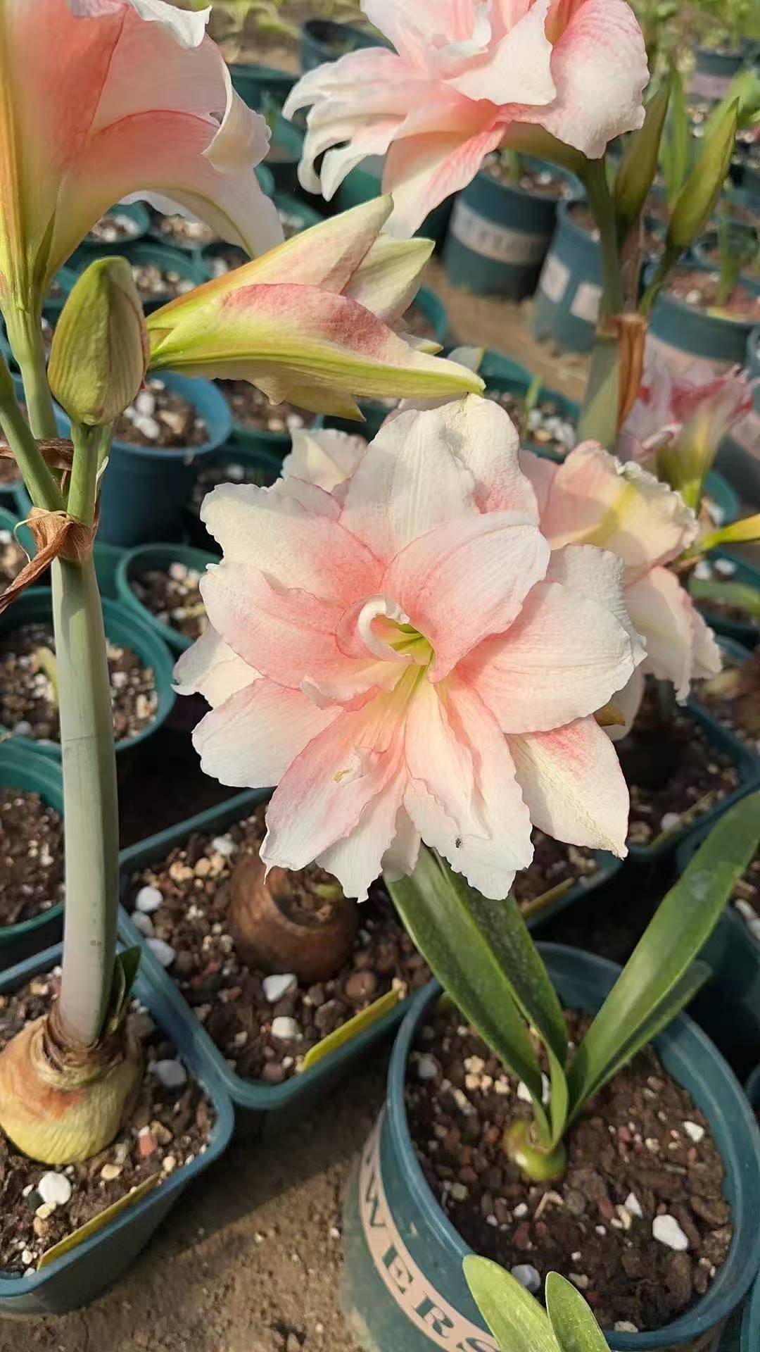 迪卡荣耀朱顶红花球7加开花球带侧