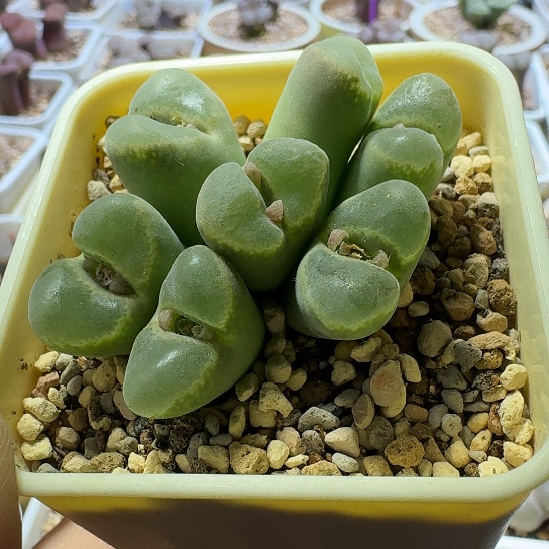 31号绿绒窗风铃一物一拍