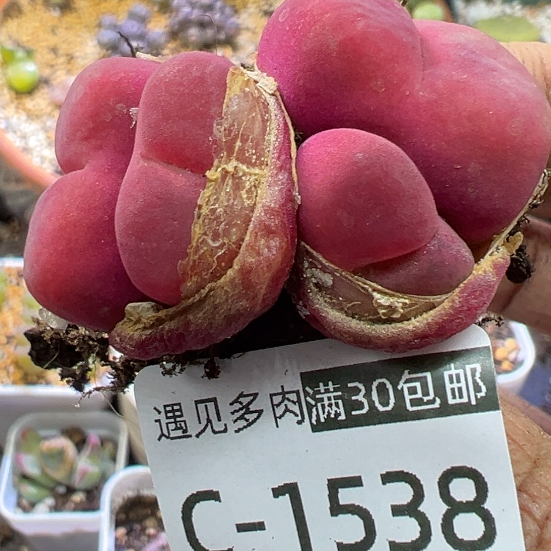 多肉植物111111111111111