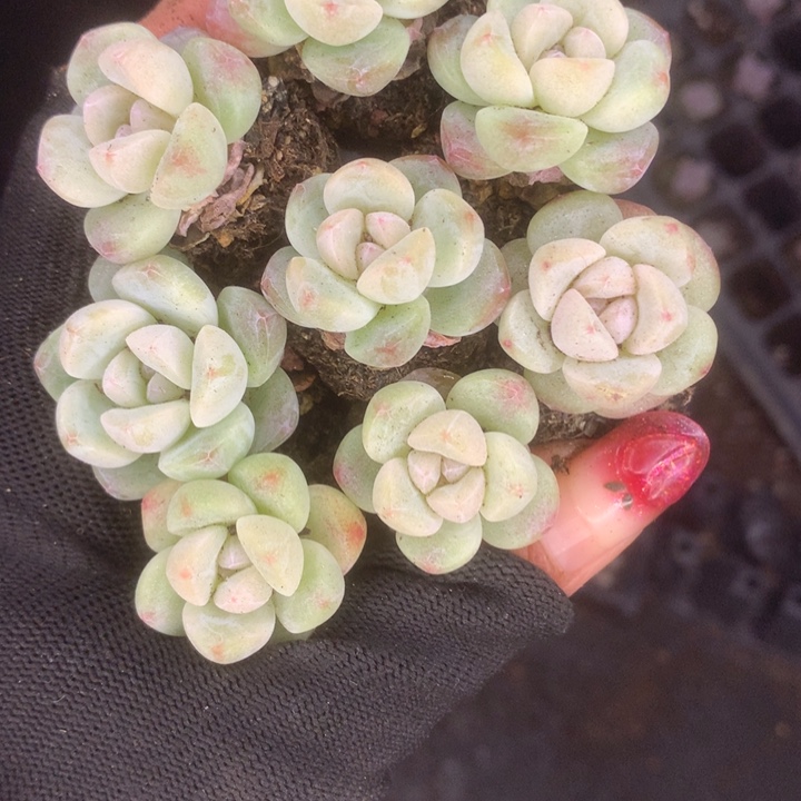 小脸冰。10颗。（满9.99包邮不满9.99发叶子）