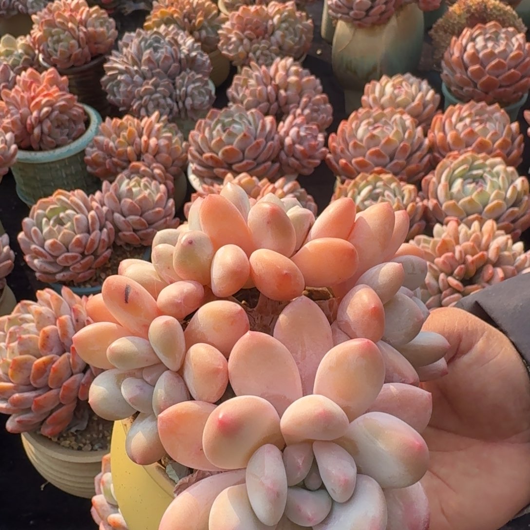 精美五头香水，自然群