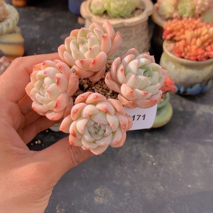 一物一拍满38包邮C171