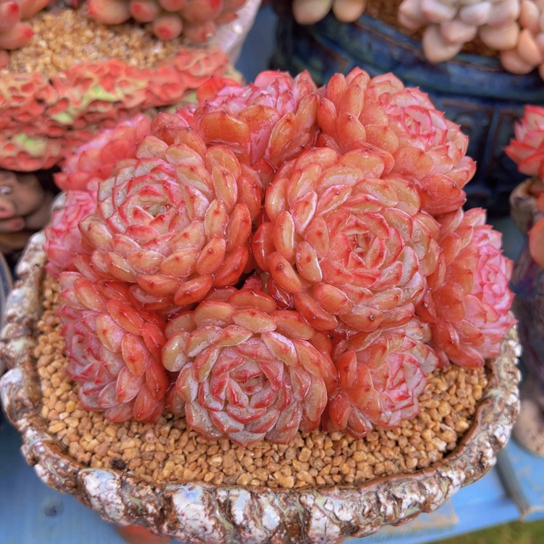 本***色一物一拍多肉植物