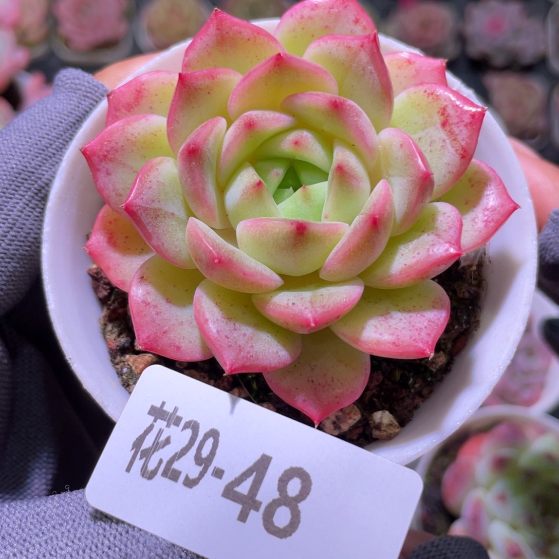 花利美29-48新品  