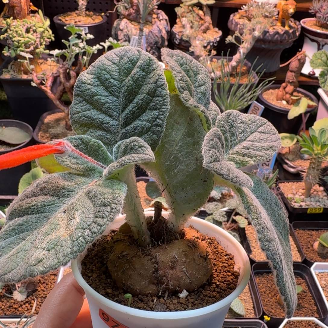 断涯皇子976 仙人掌