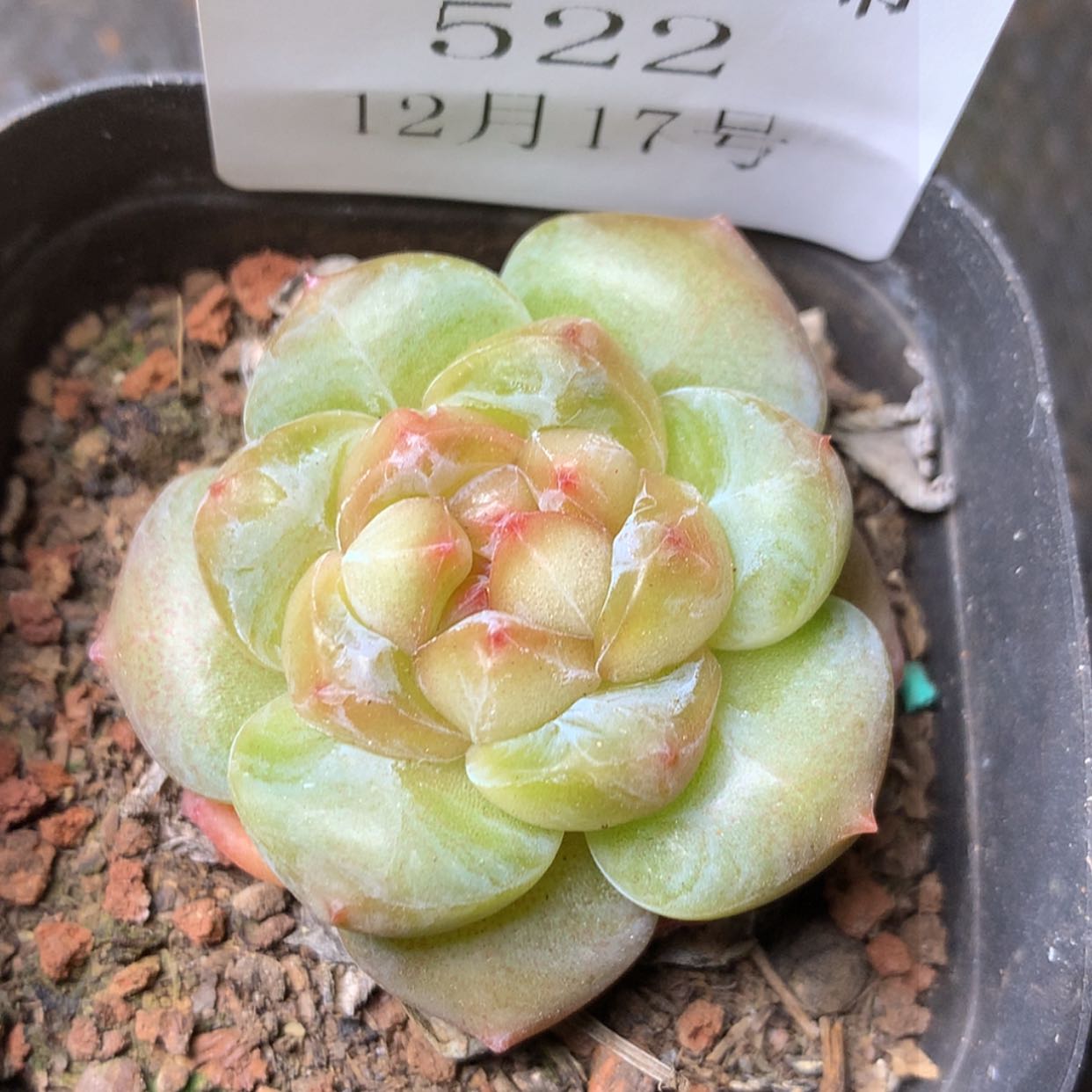 【闪购商品】云522号