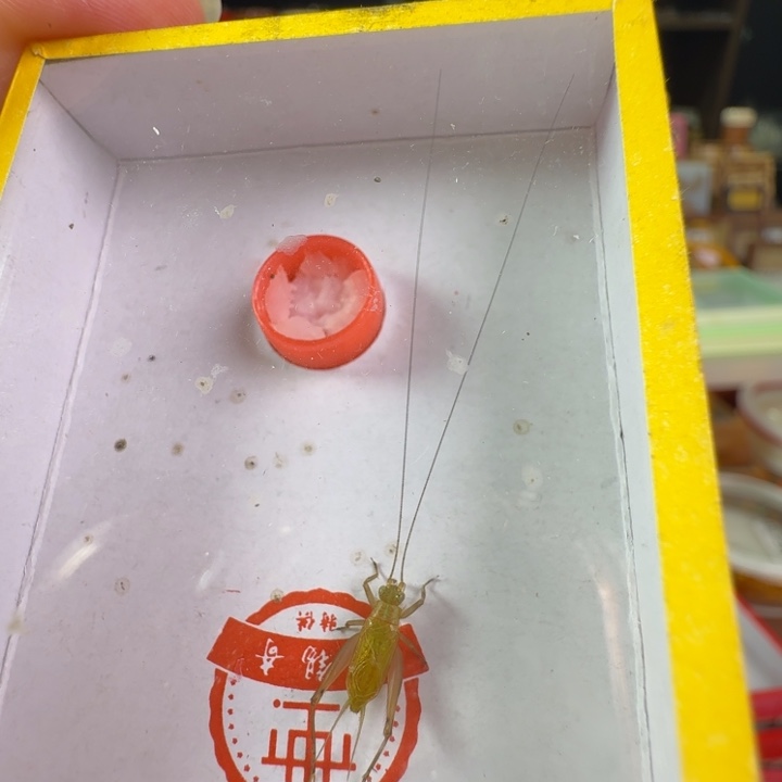 漂亮冬黄龄一只合适