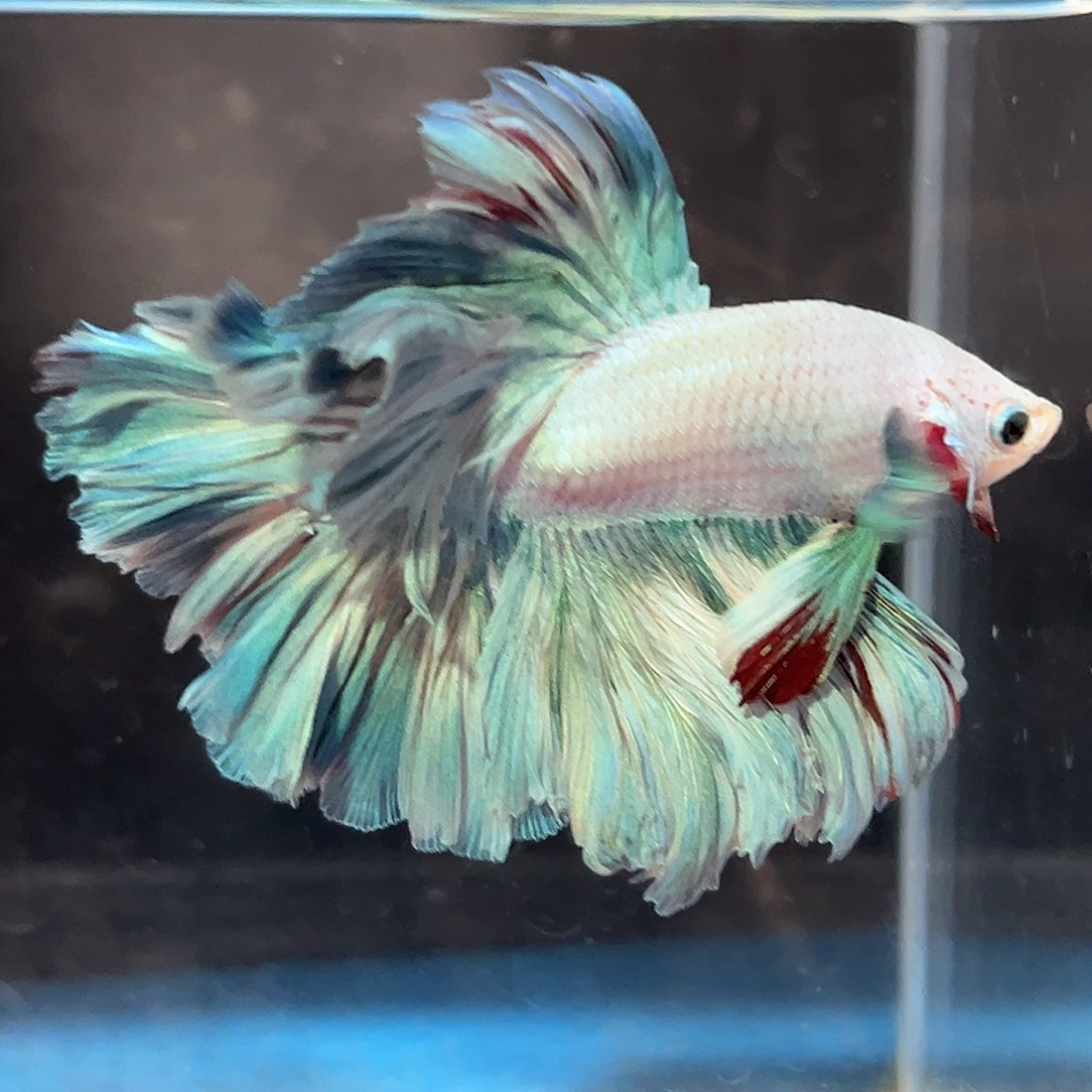 斗鱼54号绿色花瓣