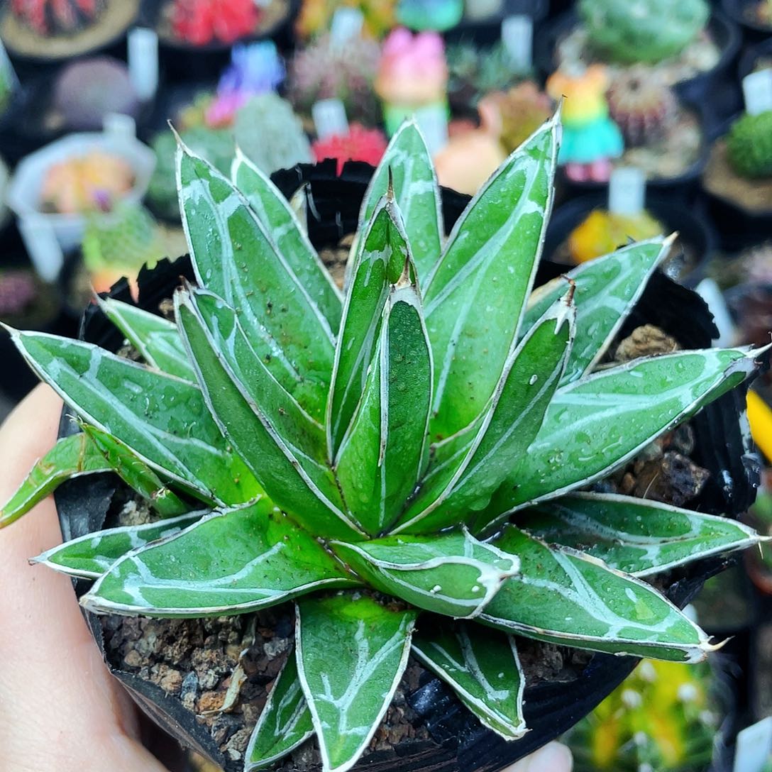 非偏远地区满25包邮仙人球