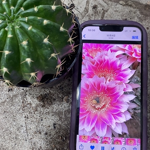 紫雪仙人球，2578900