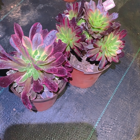 元***友815法师2棵多肉植物