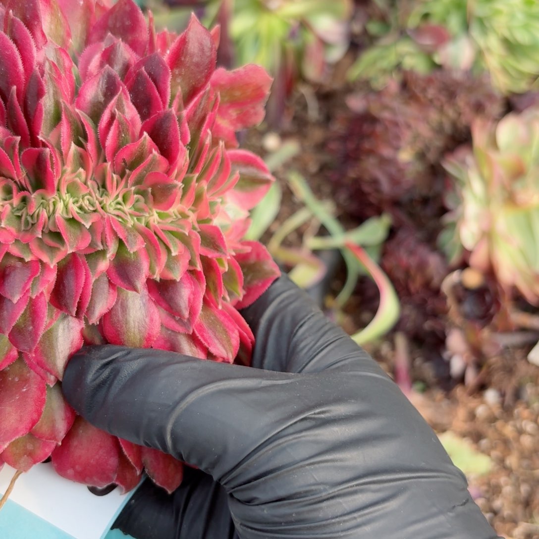 你8948 号多肉法师特价没有根