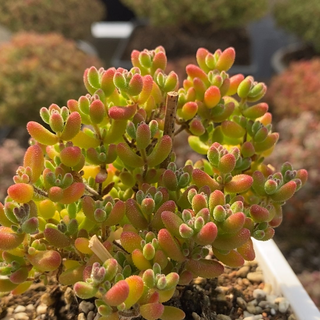 红宝石5751枝干番杏