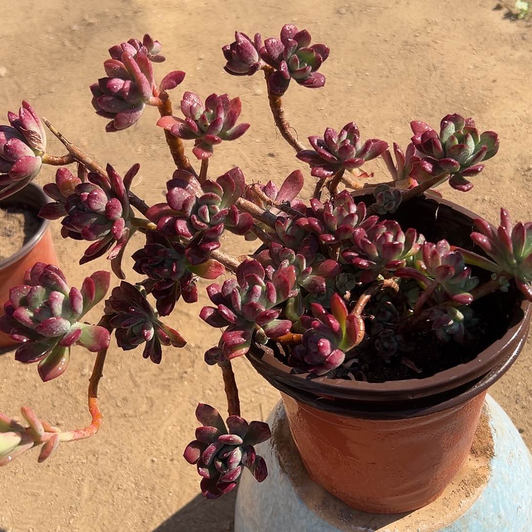 多肉植物红稚莲群