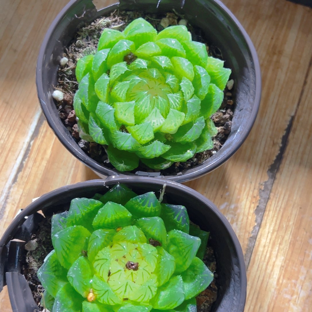 白莲花母本玉露一颗