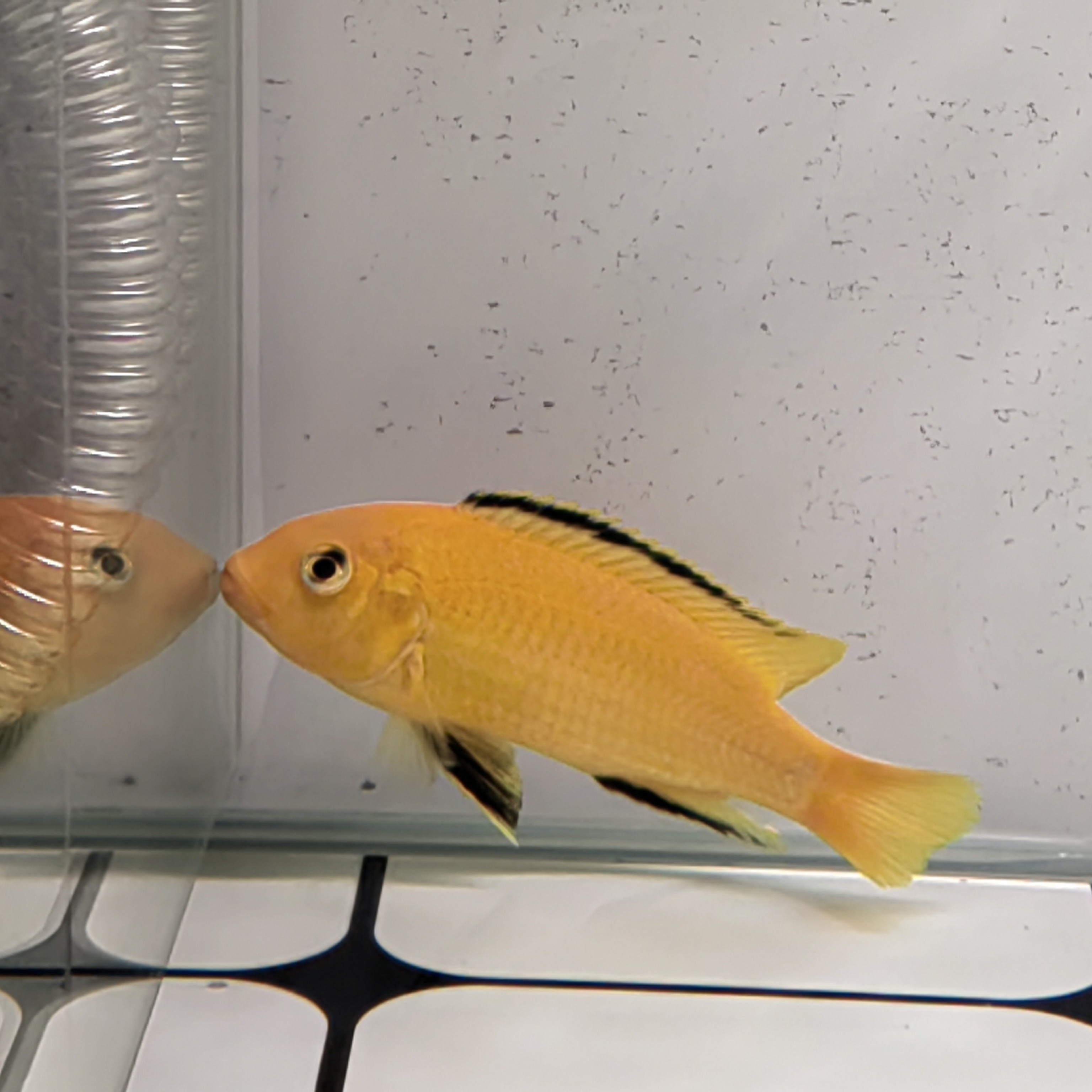 五彩丽丽鱼曼龙鱼小型热带淡水观赏鱼好养耐活