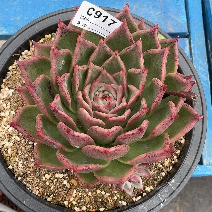 若如东云单拍C917