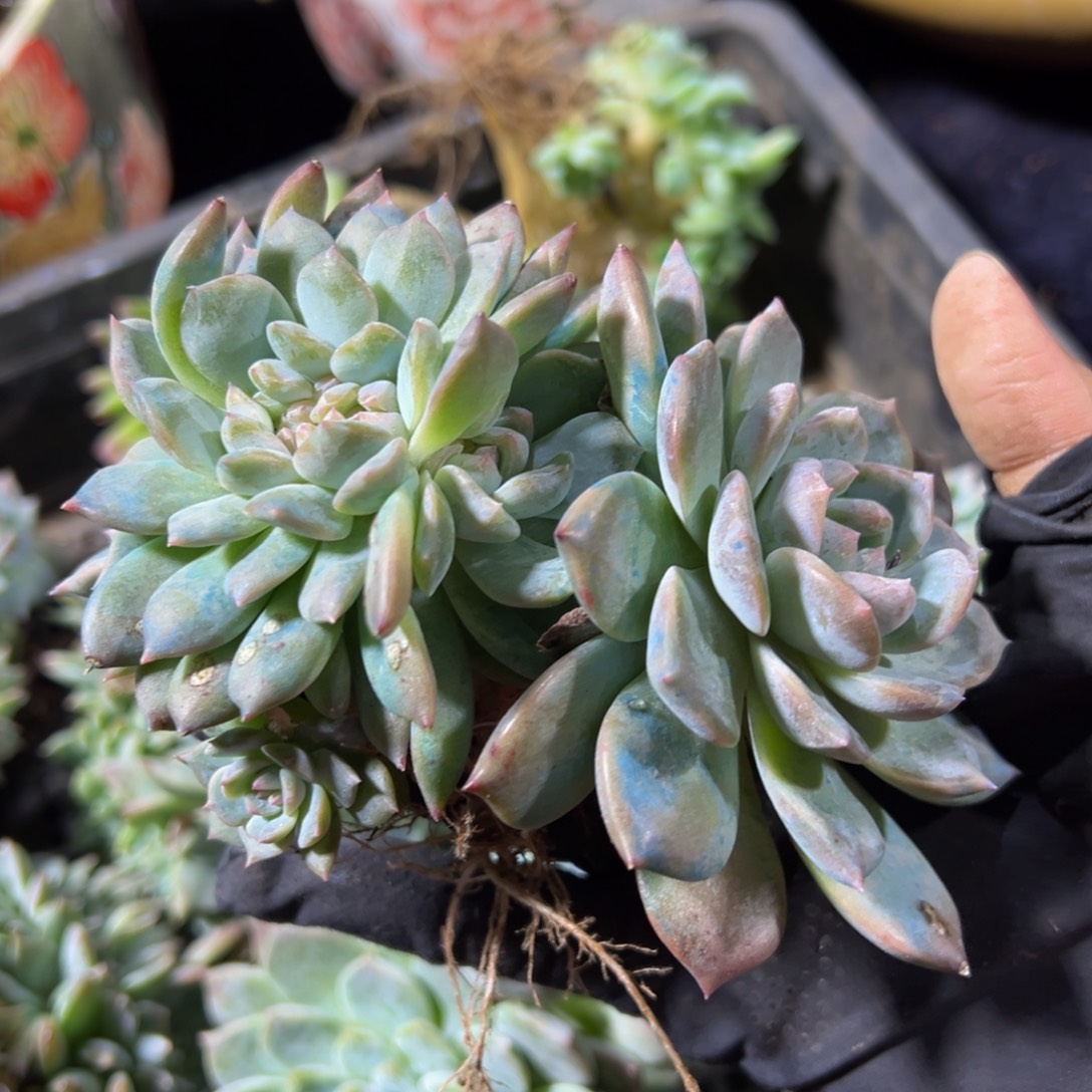 水蜜桃冰魄缀  天天开心