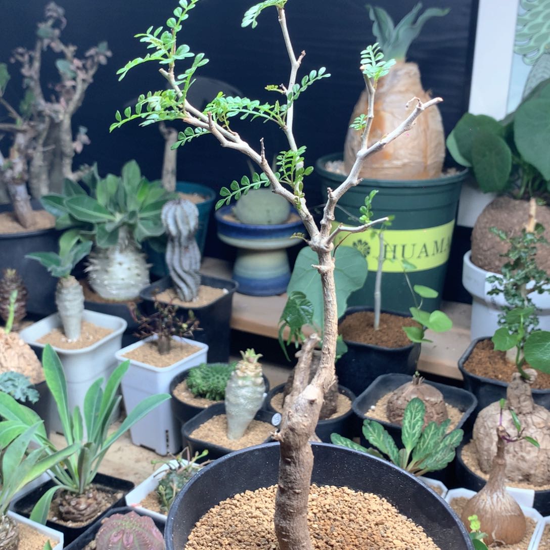实生象足漆树带盆