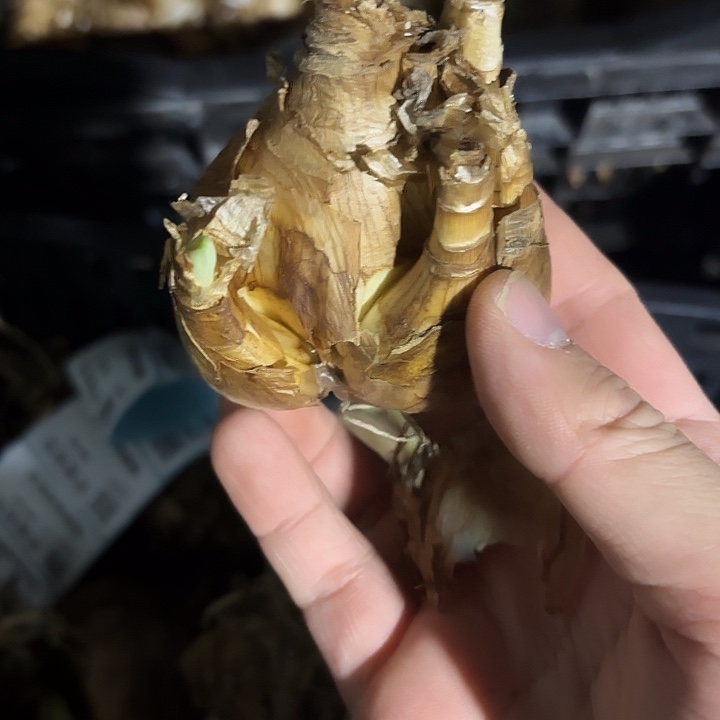 改编的颜色5球装洋水仙