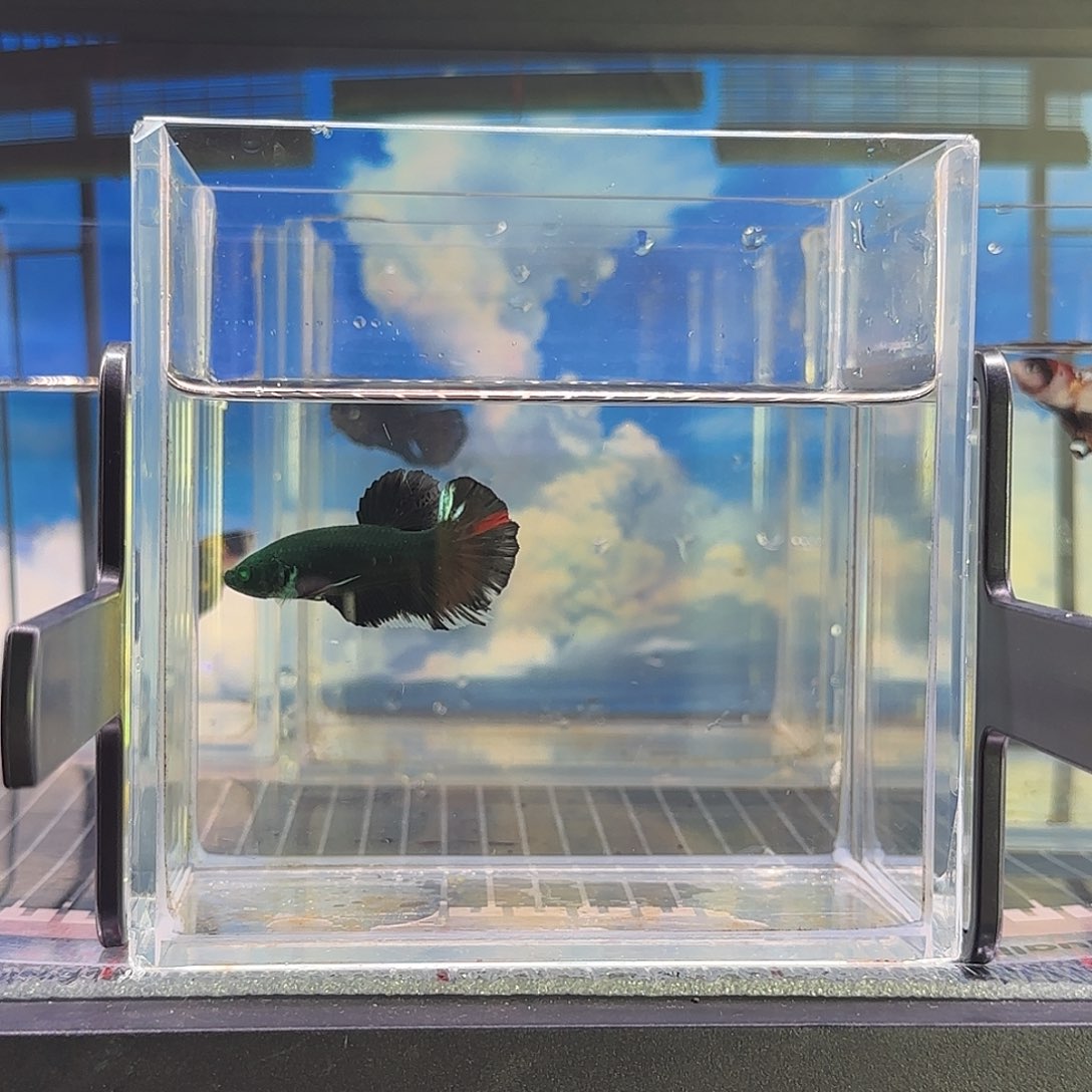 斗鱼精品高端vip斗鱼绿魔