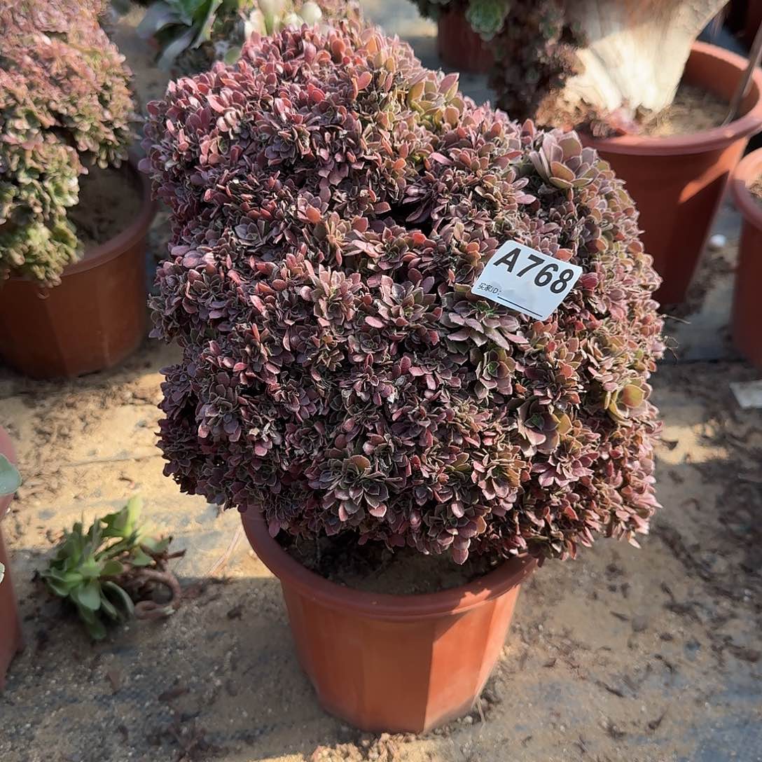 嘿***头768玫瑰朵朵一颗呀呀