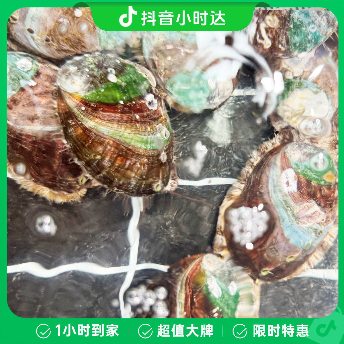 【鲜活】鲜活鲍鱼/单个价