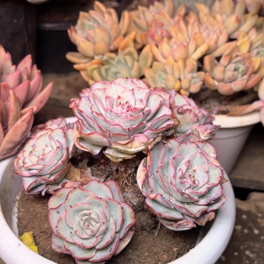 红*多肉植物的植物