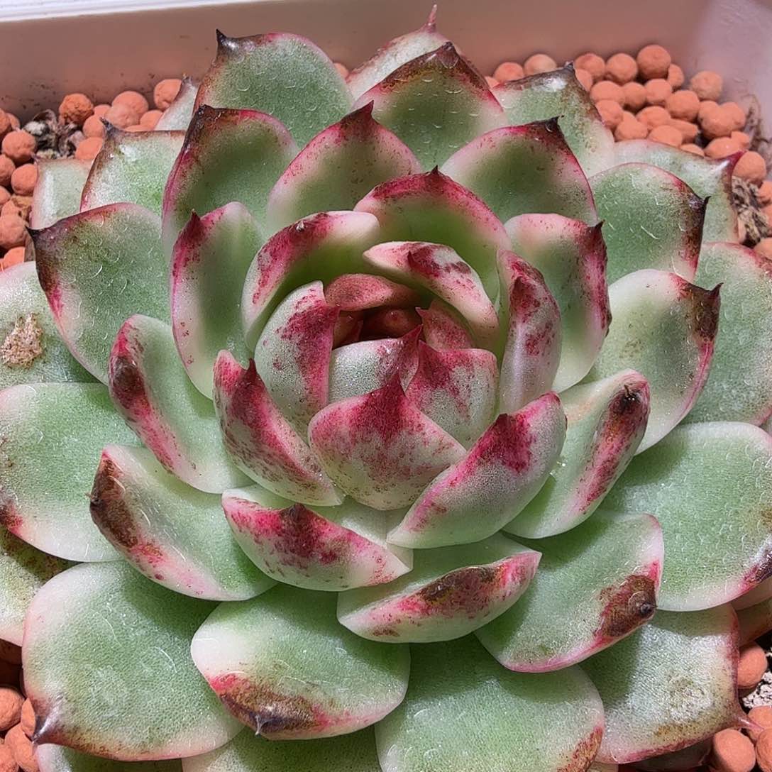 黑水晶锦，多肉植物