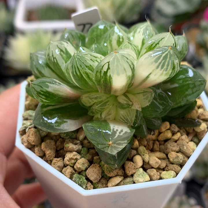 玉露锦带盆土带盆土