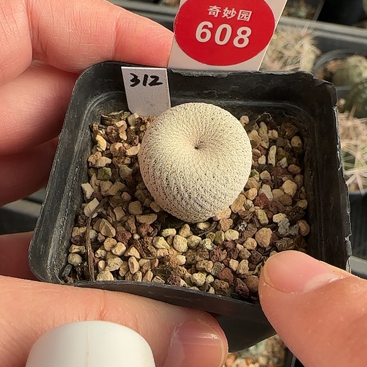 实生小人帽2.1cm一棵树上