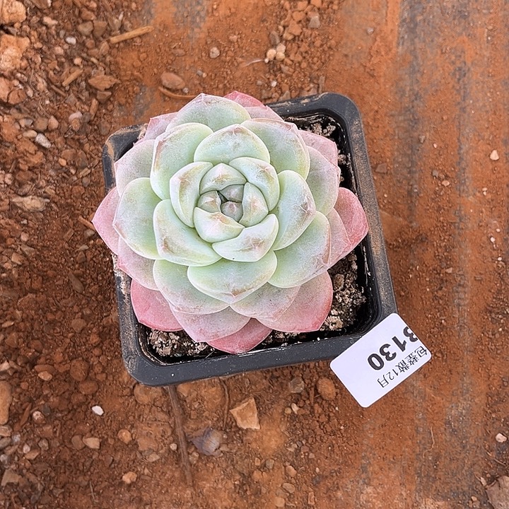 阿雅园艺。      3130