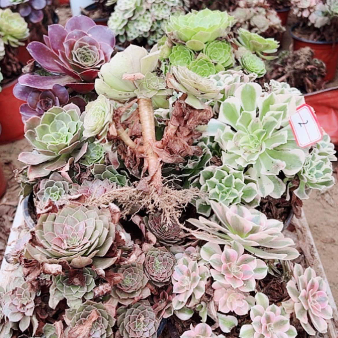 【闪购商品】无花朵2号套餐6颗多肉植物