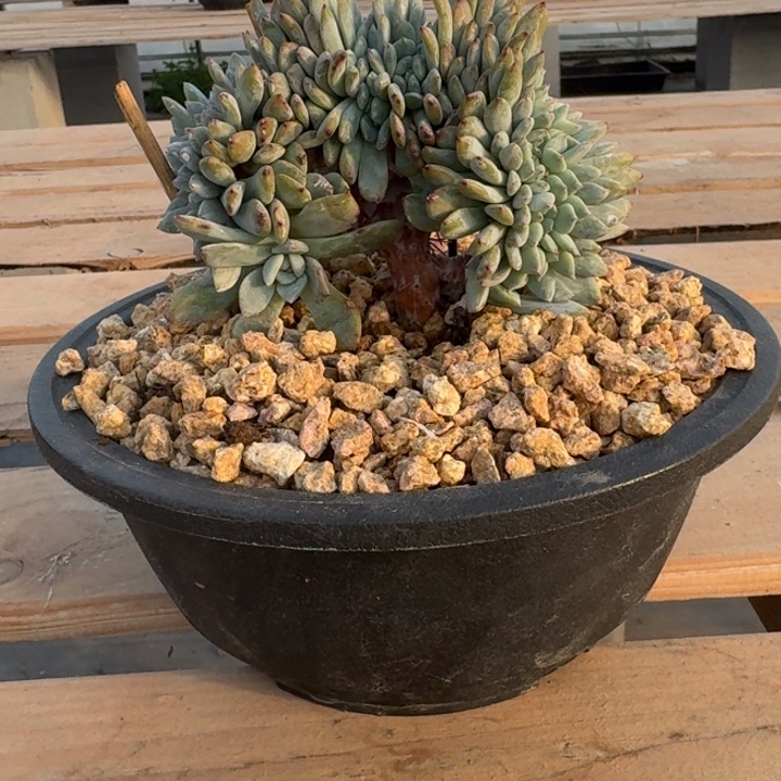星影树缀无砍多肉