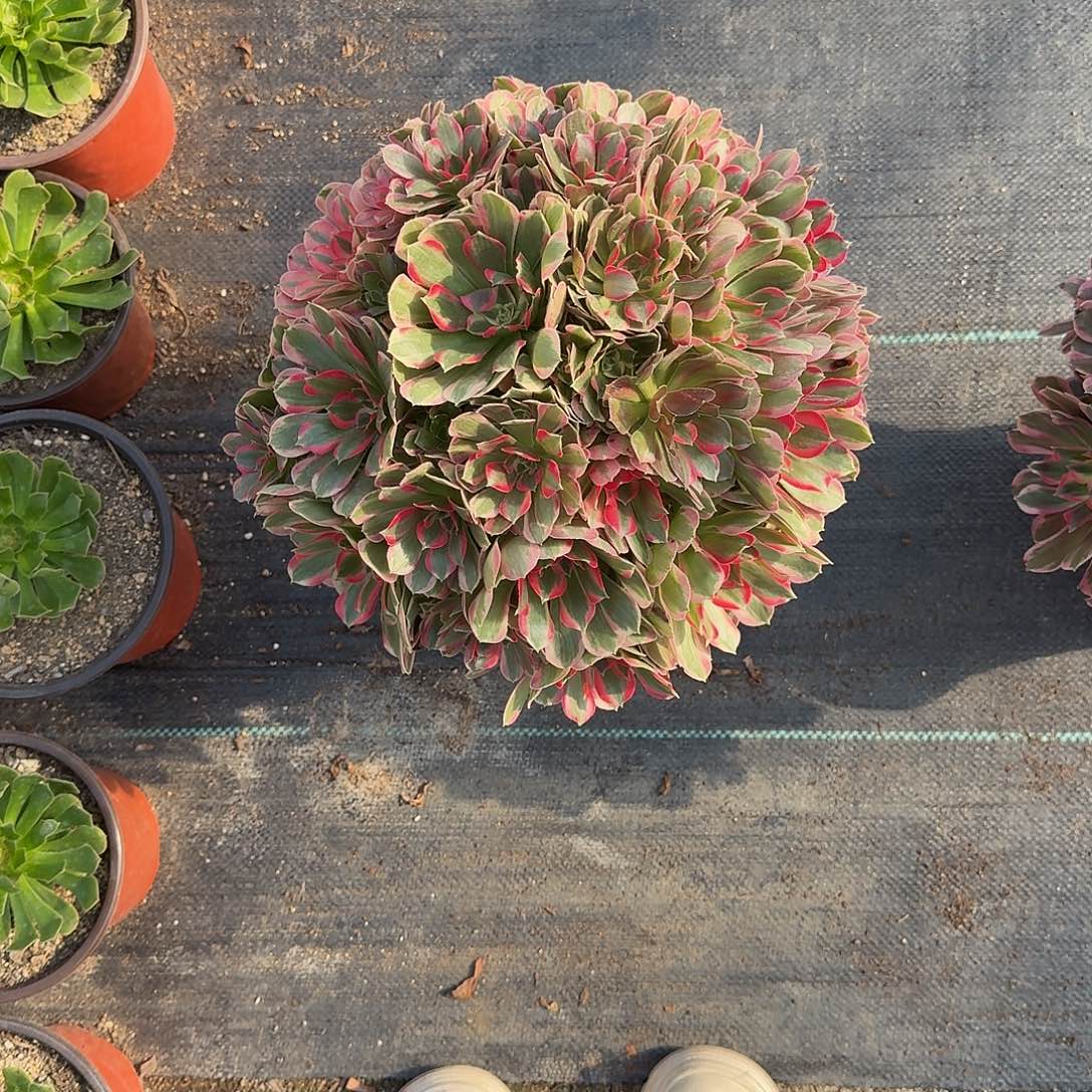 戚***祥妖月法师美美美美美美