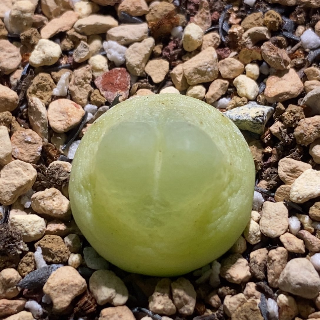 好看好看一颗登登子