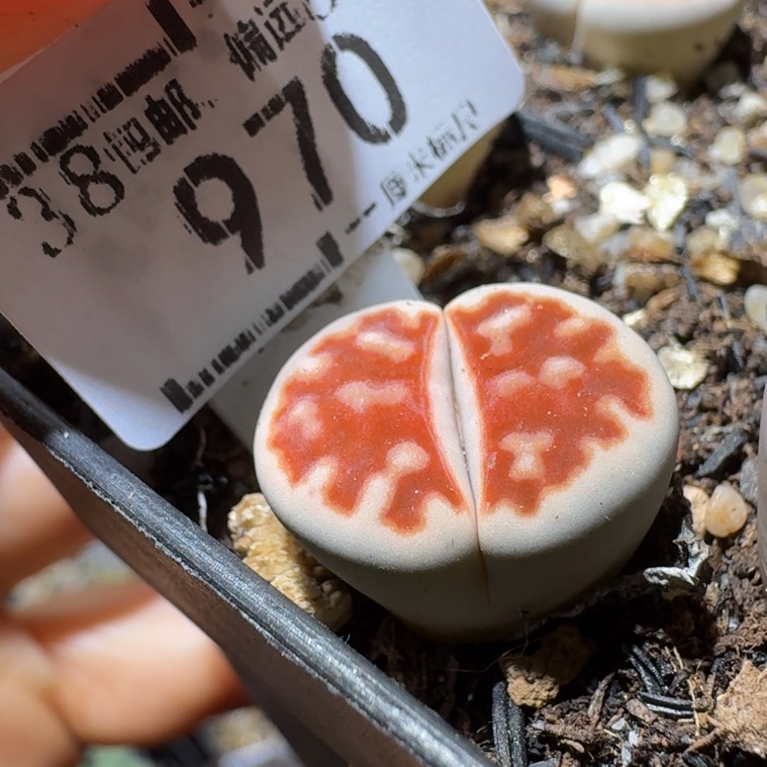 Sss高货清仓了970