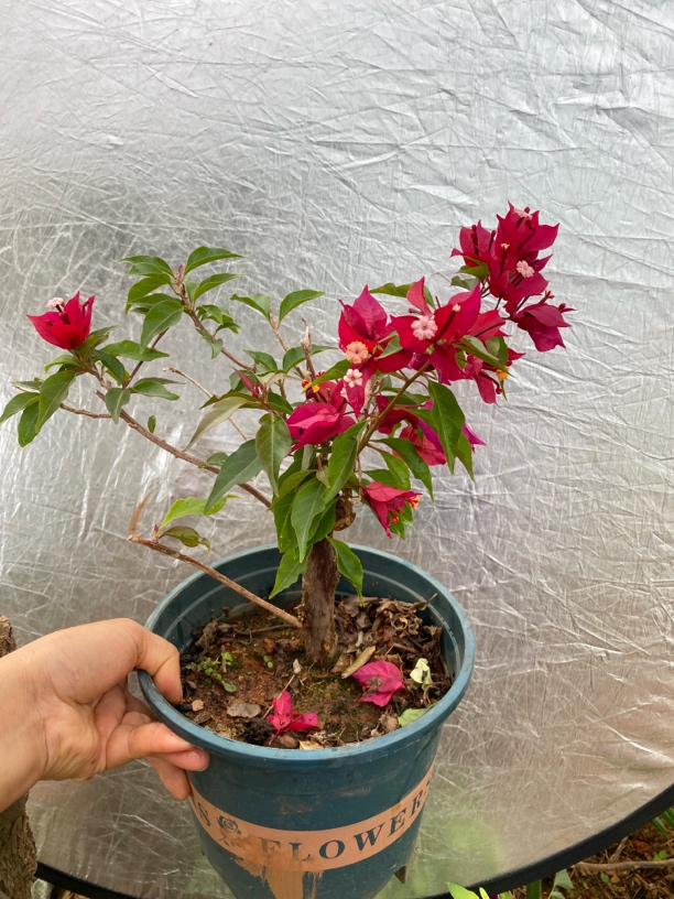 热火桑巴三角梅爬藤盆栽运输可能会掉花落叶或光杆介意勿拍