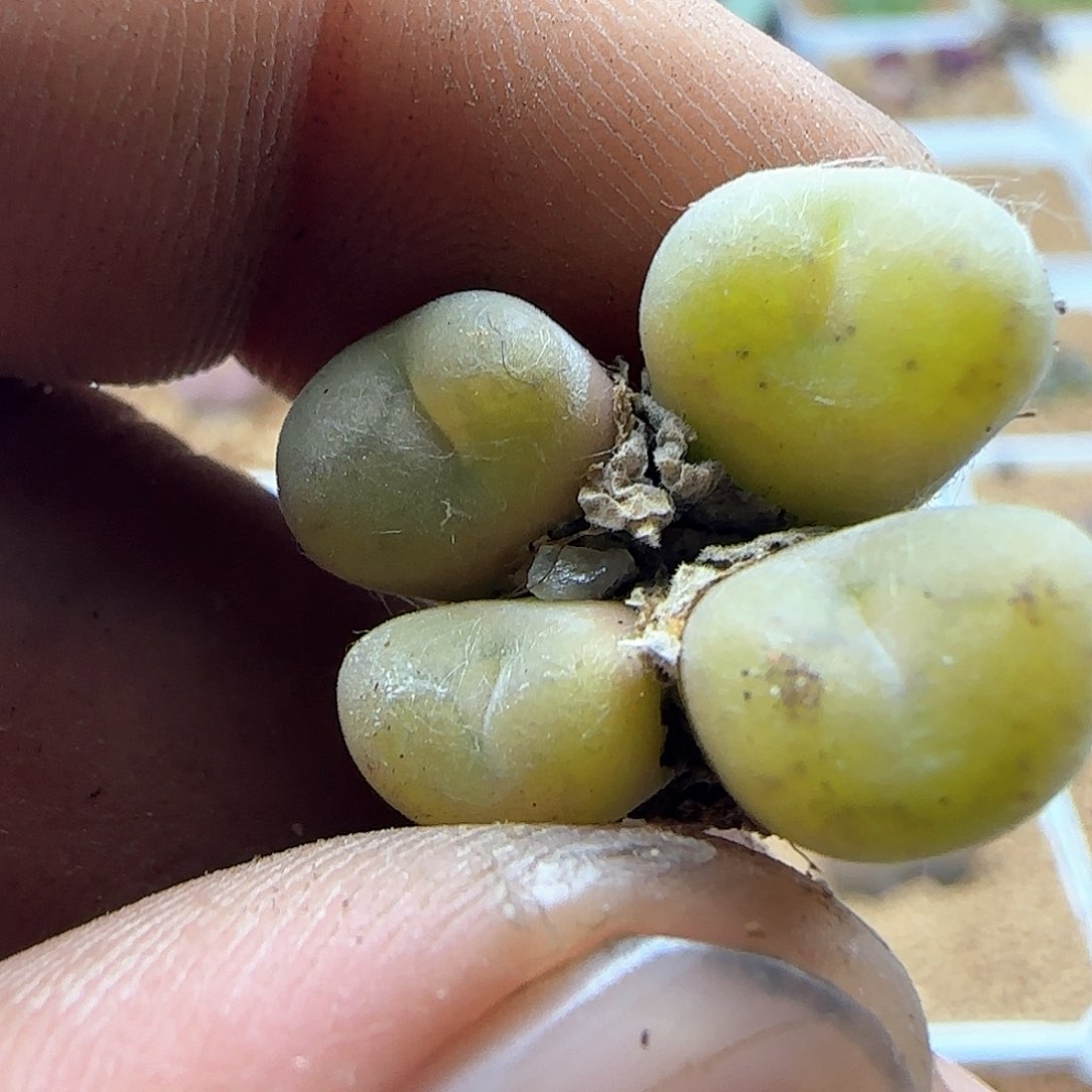 哈哈哈哈哈哈41502