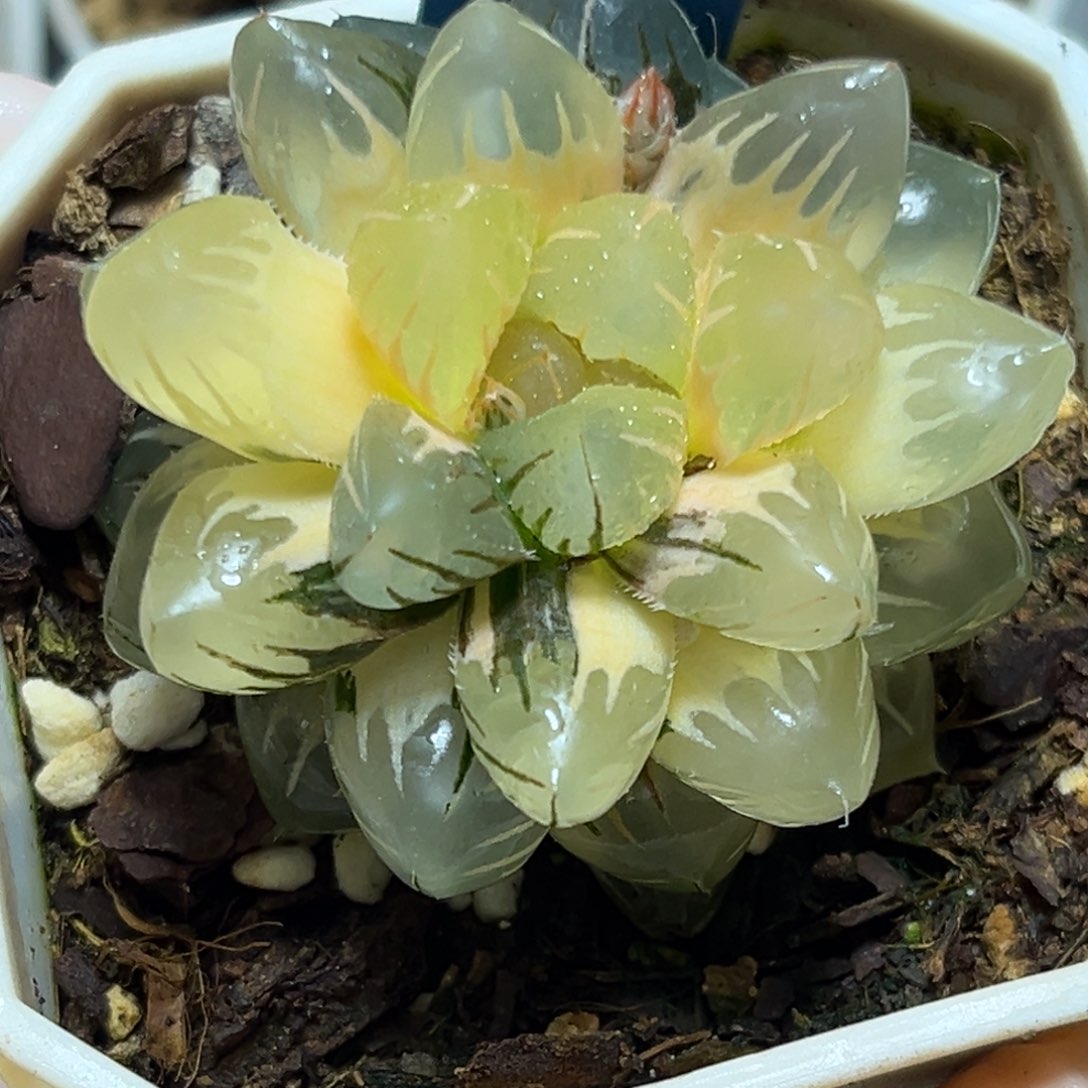 恭喜发财大吉大利762