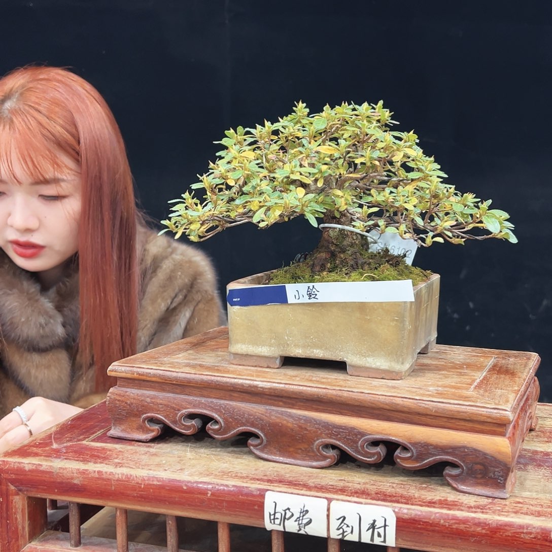 h***j完全开放杜鹃花的