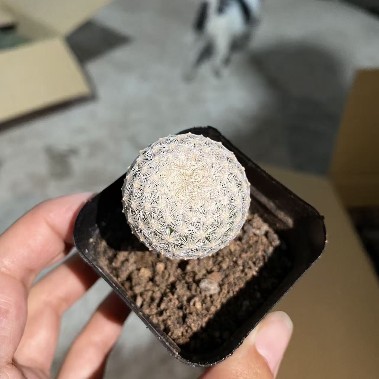 白岳丸带盆土     仙人球漳州基地直发 新手好养