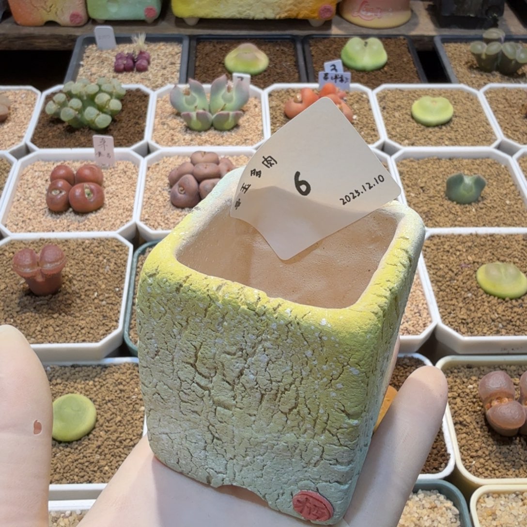 卷****多肉多肉多肉12.10-006