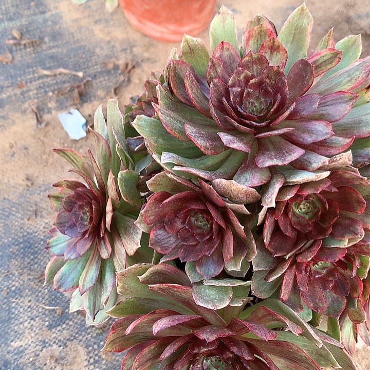 多肉植物红丝绒174