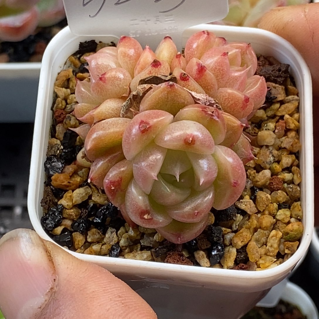 天官赐福百无禁忌